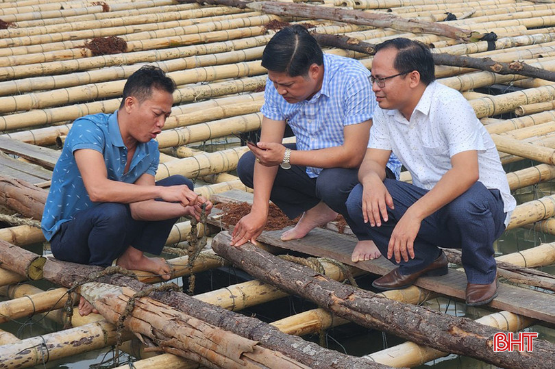 UBND huyện Nghi Xuân đã thành lập đoàn kiểm tra thực địa tại mô hình nuôi hàu thuộc xã Xuân Hội. z5441980287454_6ae78785e0732522bf84e669f18ce2b0.jpg