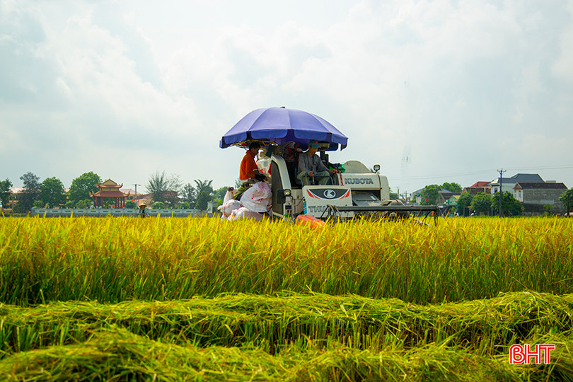 Nông dân cần tranh thủ thời tiết thuận lợi, huy động tối đa nhân lực, máy móc, phương tiện tập trung đẩy nhanh tiến độ thu hoạch lúa xuân. 0X5A0295.jpg
