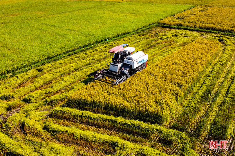 Nông dân Hà Tĩnh tranh thủ gặt gọn các diện tích lúa bị đổ ngã do mưa gió. DJI_0319.jpg