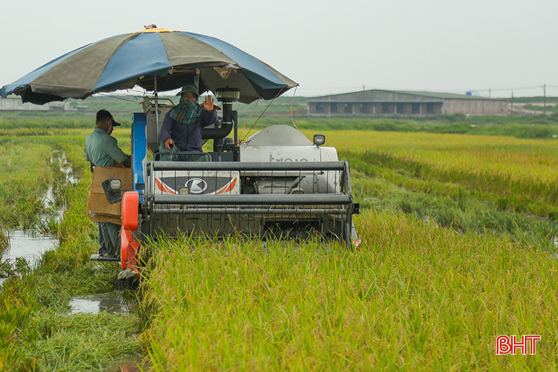 Thu hoạch Nếp 98 trên cánh đồng thôn Tiền Tiến, xã Đồng Môn, TP Hà Tĩnh. 0X5A1496.jpg