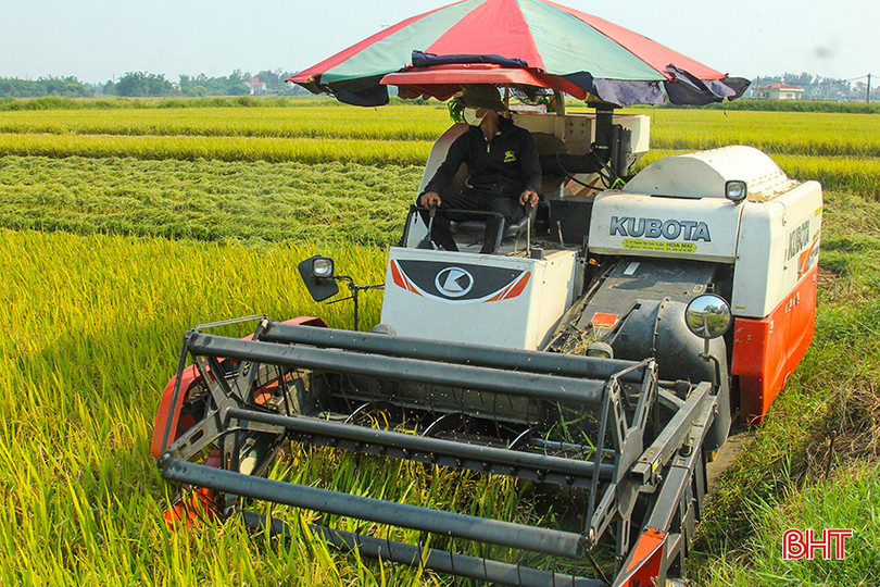 Hà Tĩnh đã thu hoạch được hơn 7.700 ha lúa vụ xuân. z5413391414257_929f1ab3b5ba1540fe65ffc741f93c61 (1).jpg