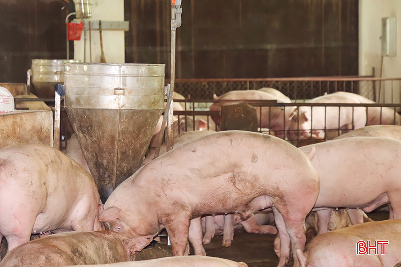 Giá lợn hơi đang duy trì ở mức 63.000 - 67.000 đồng/kg, cao nhất trong hơn 1 năm trở lại đây. z3578903276935_127b1a005a1cdf48c9105e1e3d7805c4.jpg