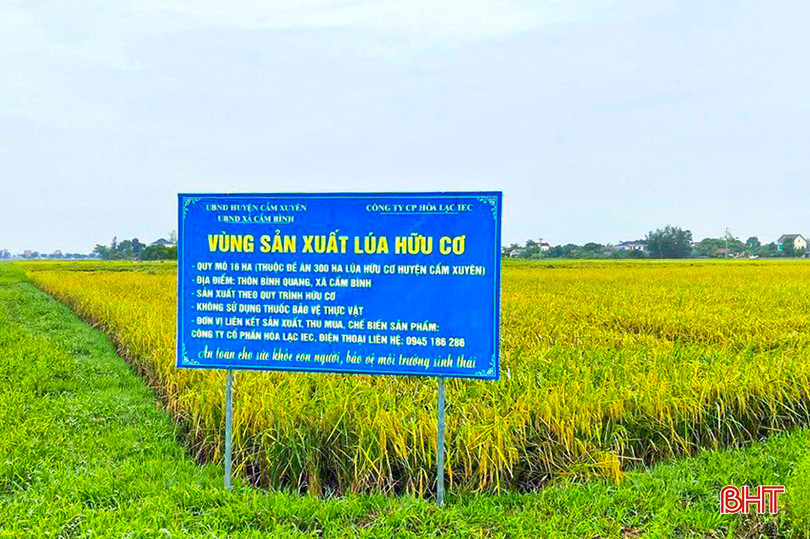 Huyện Cẩm Xuyên tập trung phát triển sản xuất lúa hữu cơ. z5446090197519_d397d2a0db1d87d0fc565e646af03cad.jpg