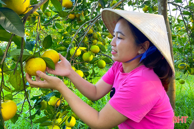 Vũ Quang hiện có gần 80 ha cam/7 tổ hợp tác được công nhận sản phẩm nông nghiệp hữu cơ. z5446086441993_1fb2e73492b6e24415ed251464fd2c90.jpg
