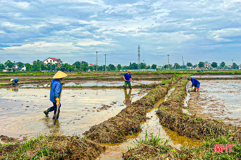 Không khí sản xuất trên cánh đồng thôn Trung Hòa, xã Tân Lâm Hương. z5486779583865_3206a0d22426bd5f2b22f7c7198f611e.jpg
