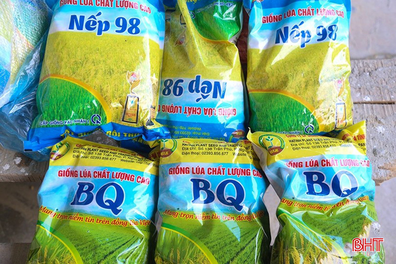 Các giống lúa có tính thương phẩm cao, thời gian sinh trưởng dưới 110 ngày như Nếp 98, BQ, Khang dân 18, Xuân Mai... được nông dân ưu tiên lựa chọn trong vụ hè thu. 142d2090357t80136l0.jpg