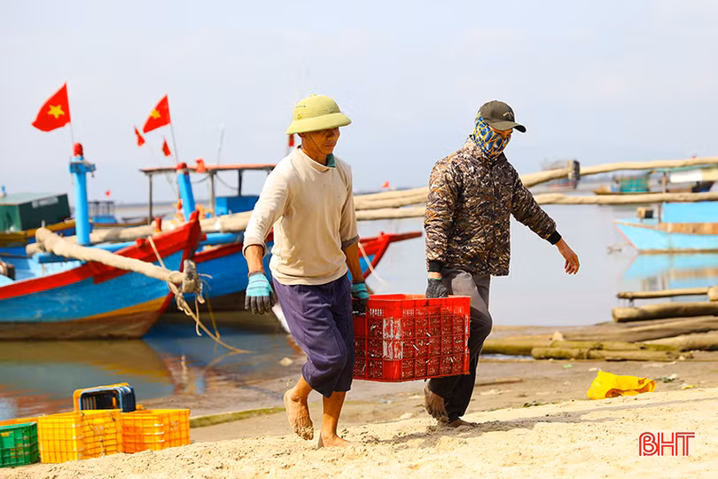 Trong 2 ngày, ngư dân xã Kỳ Ninh đã trúng hơn 30 tấn hải sản các loại.