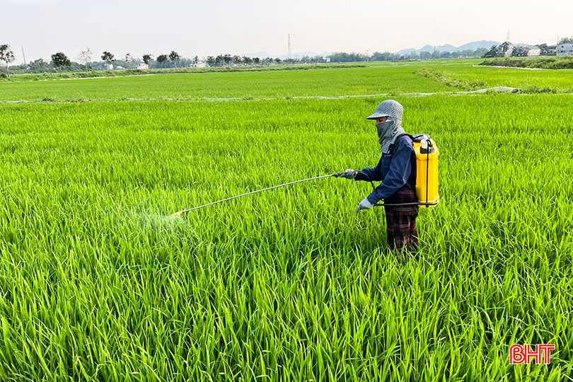 Tranh thủ thời tiết nắng ấm, bà con nông dân huyện Đức Thọ đã tập trung ra đồng kiểm tra và kịp thời phun phòng bệnh đạo ôn trên lúa. 6.jpg