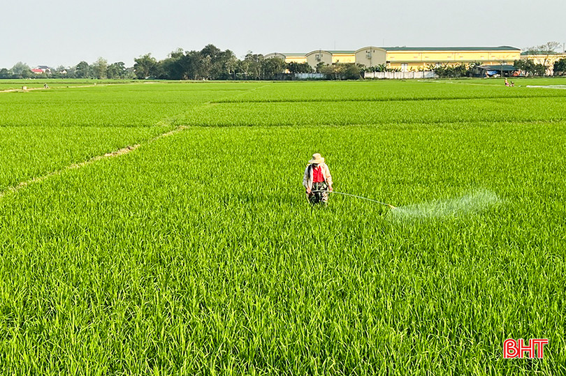 Bà con nông dân xã Lâm Trung Thủy tập trung ra đồng phòng trừ đạo ôn hại lúa. 1.jpg