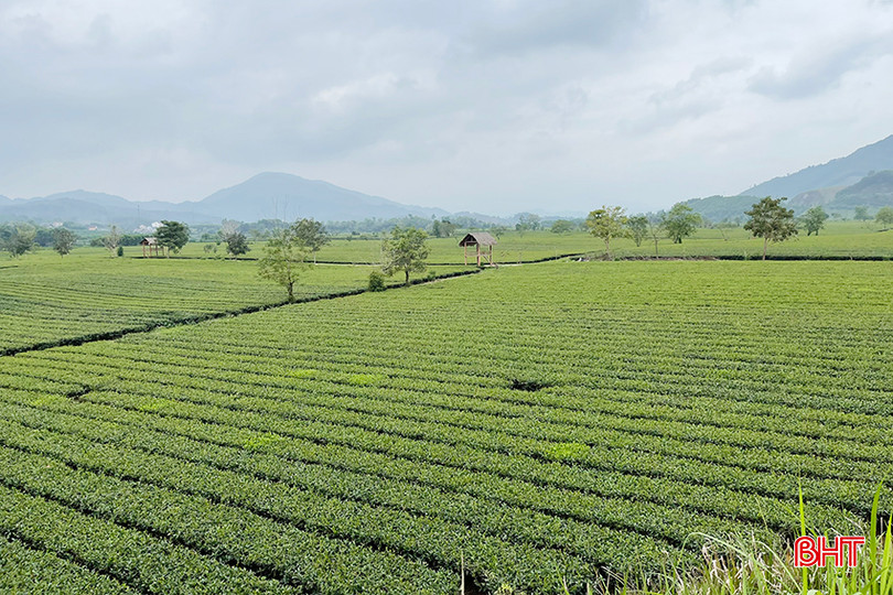 Toàn huyện Hương Sơn hiện có 631 ha trồng chè. z5289201119559_26a1584bde326e1c370c9d85fe12eb82.jpg