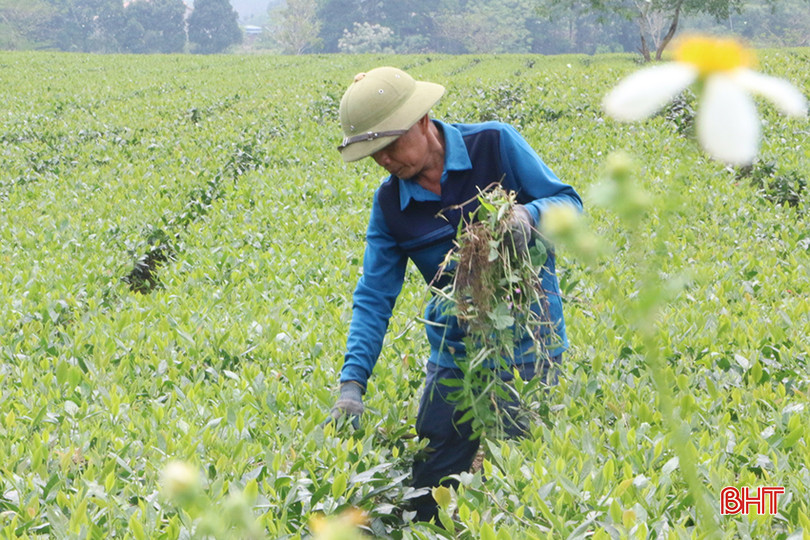 Sau khi thu hoạch xong vụ chè xuân, ông Lâm đang tích cực dọn cỏ, phun thuốc bảo vệ thực vật... để chuẩn bị cho vụ chè tiếp theo. z5289201013674_98ace33c22594e8c032160611635de93.jpg