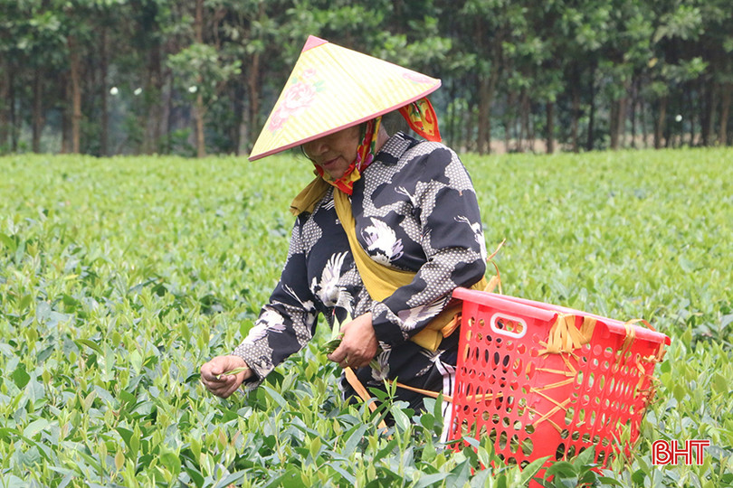 Vụ chè năm nay, toàn huyện Hương Sơn ước đạt thu được gần 8.000 tấn. z5289200941800_8a4b263b5f01e2aa3e359ec06c5a4546.jpg