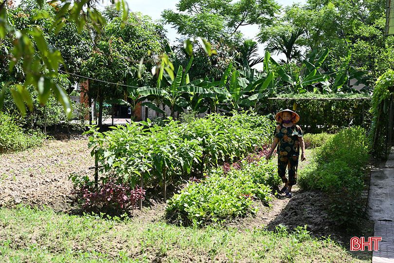 Khu vườn của bà Xuân mướt xanh rau củ quả theo 4 mùa. DSC_4s511.jpg