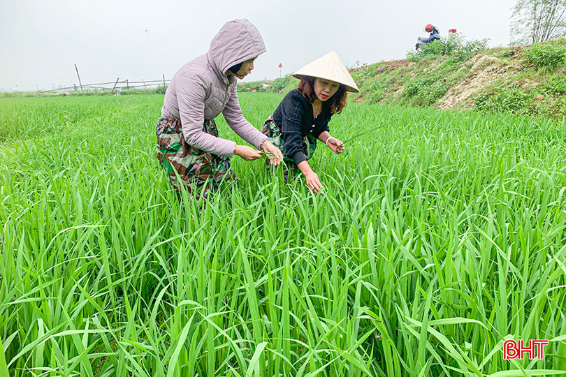Cán bộ chuyên môn Chi cục Trồng trọt và Bảo vệ thực vật tỉnh đi kiểm tra diễn tiến bệnh đạo ôn lá. z5243909692794_21809caae8908cb1c5afa422d9939c5d.jpg