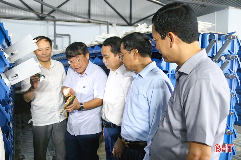 Trước đó, đoàn đại biểu đã đi tham quan một số mô hình, dự án nông nghiệp đô thị khai thác đa giá trị trên địa bàn TP Hà Tĩnh. Trong ảnh: Đoàn kiểm tra mô hình nuôi cua trong hộp tại xã Thạch Hạ. IMG_7504.jpg