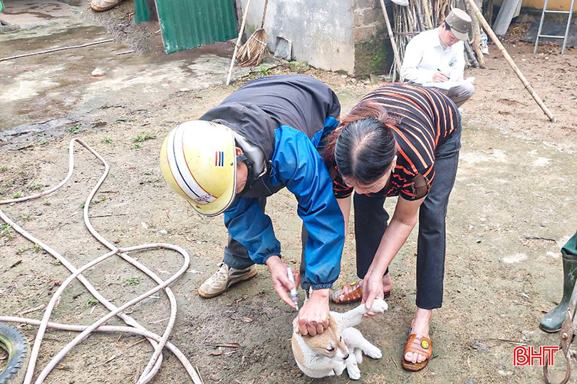 Huyện Vũ Quang đã tiêm phòng trên 1.000/ 4.916 chó, mèo theo kế hoạch giao. z5284128066121_e632597e0a2bbc5e41ac6514f2f22e77.jpg