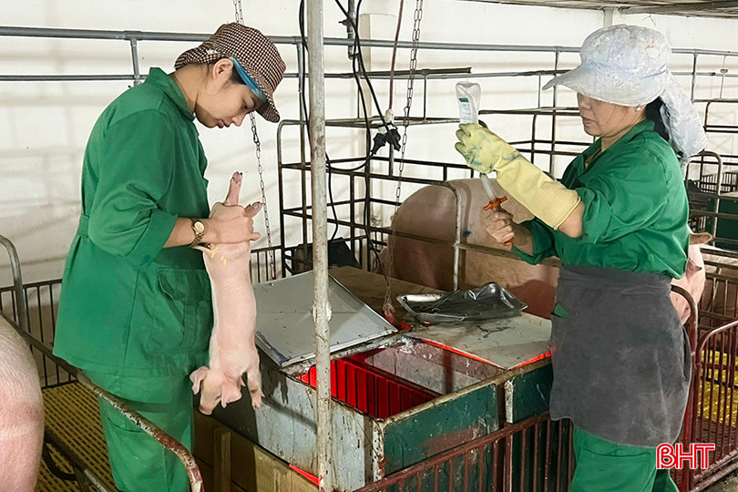 Khi lựa chọn con giống, người chăn nuôi cần tìm hiểu các cơ sở có uy tín, có giấy chứng nhận kiểm dịch. 25626939_344860839314926_1553664779631077192_o (1).jpg