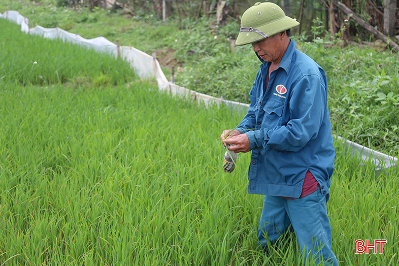 Nông dân huyện Nghi Xuân theo dõi tình hình đạo ôn trên lúa. IMG_9893.jpg