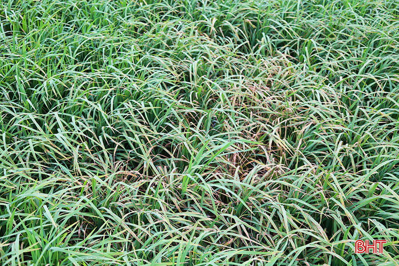 Giống lúa P6 bị cháy lá cục bộ ở huyện Đức Thọ. IMG_9905.jpg