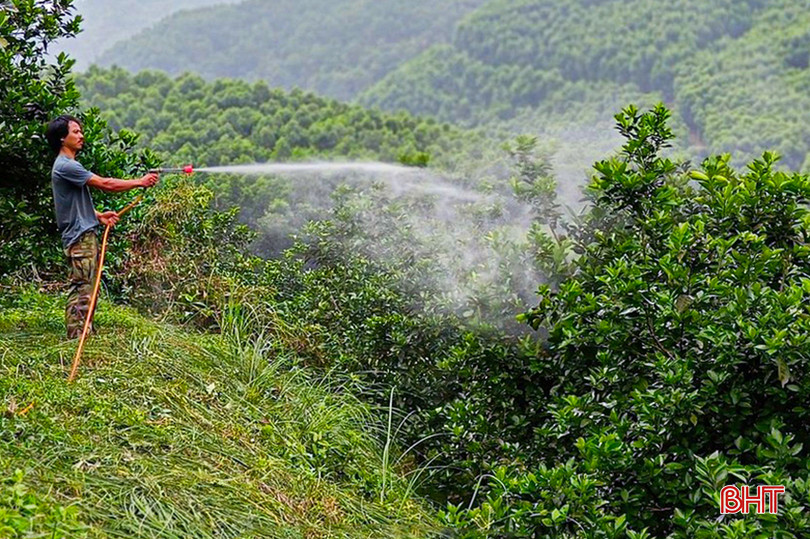 Nông dân Hà Tĩnh tăng cường bơm tưới cho cây cam trong những ngày nắng nóng. tp-cam-9-8200.jpg
