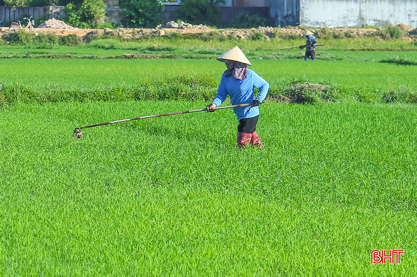 Nông dân tại nhiều địa phương ở Hà Tĩnh đang tập trung chăm sóc lúa hè thu giai đoạn đẻ nhánh. IMG_0465.jpg