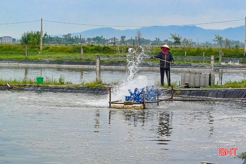 Toàn tỉnh đã xuống giống được trên 1.450 ha (trong đó có 1.200 ha tôm thẻ chân trắng, 250 ha tôm sú). z5494170362674_565949cf68da663d9a4d1b9bd229431a.jpg