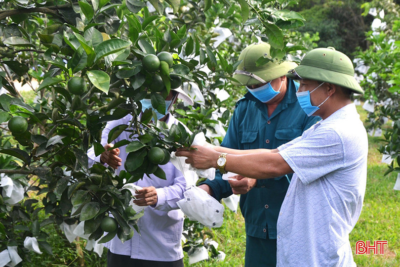 Ngành chuyên môn hướng dẫn chăm sóc cây cam mùa nắng nóng. z5535266056681_4831bf68653e4e2908d6b8bc35a328a9.jpg