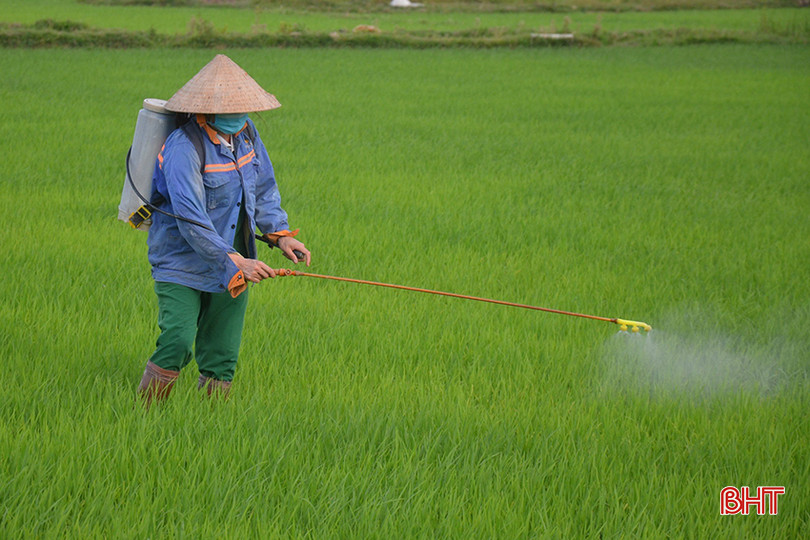 Nông dân cần theo dõi đồng ruộng để phun phòng sâu cuốn lá nhỏ lứa 2. z5566159017747_01c6cbeba01200aa6f3cc493947c1cf8.jpg