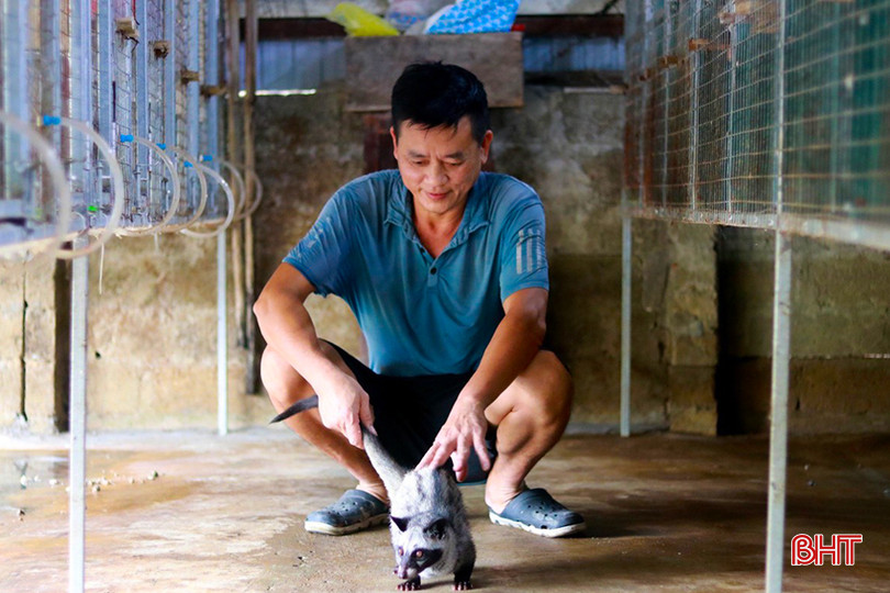 Khi nuôi chồn hương, chủ cơ sở chăn nuôi cần đăng ký giấy phép chăn nuôi với chính quyền địa phương. z5571313425611_228b92cf3c719847938f5c3b1638c5d1.jpg