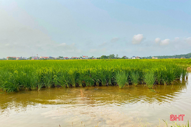 THT sản xuất lúa - rươi thôn Đậu Giang, xã Kỳ Khang tiến tới mở rộng diện tích sản xuất lúa theo hướng hữu cơ trên ruộng rươi lên 25 ha. z5500930250402_a51e159fad0ead7fe98ed6b486b6b755.jpg
