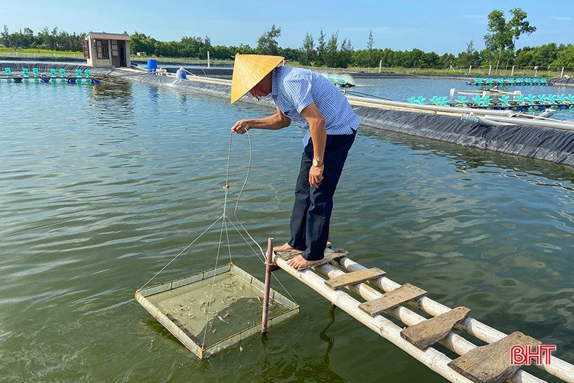 Người nuôi tôm cần thường xuyên kiểm tra sức khỏe tôm, chất lượng môi trường nuôi. z5376623754668_708f4848fe11d955797766dd677e0266.jpg