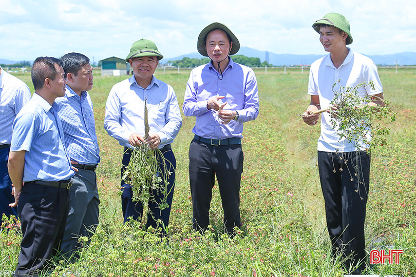 Đoàn đến kiểm tra dự án “Ứng dụng khoa học công nghệ xây dựng mô hình trồng thử nghiệm cây sâm bố chính (Hibiscus sagittifolius Kurz). IMG_1125.jpg