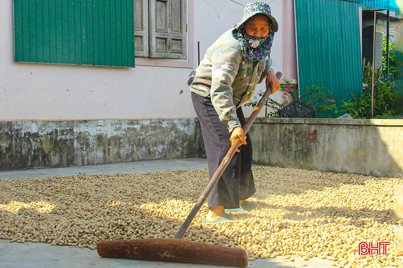 Nông dân Nghi Xuân tranh thủ phơi lạc để bán cho thương lái. z5508967380474_a586c8228cc5cc5b943560f19882cf40.jpg