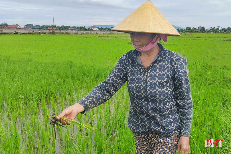 Nông dân xã Cẩm Dương, Cẩm Xuyên thăm đồng, theo dõi diễn tiến sâu bệnh trên lúa hè thu. z5567960455841_73b8e444f1b6c2524ababec985f7c9e1.jpg