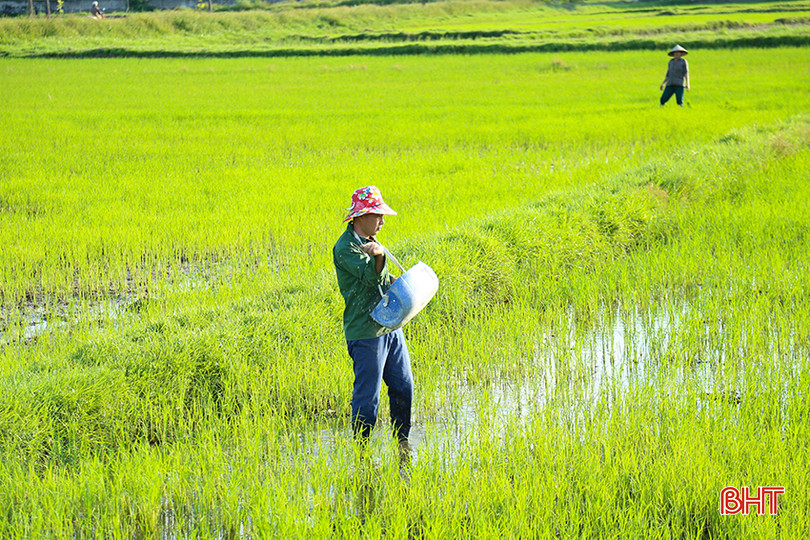 Nông dân huyện Thạch Hà bắt đầu bón thúc, đảm bảo sự phát triển của cây lúa. IMG_0051.jpg