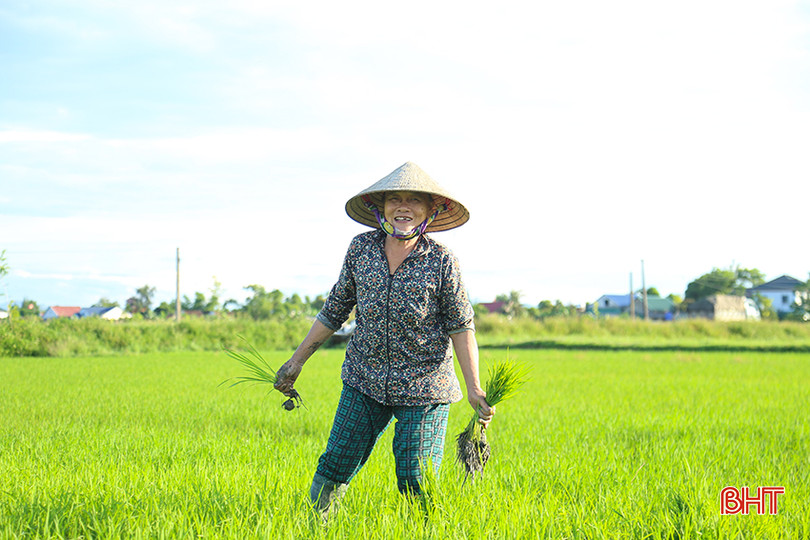 Nông dân xã Thạch Châu xuống đồng tỉa dặm, chăm sóc lúa hè thu. IMG_0061.jpg