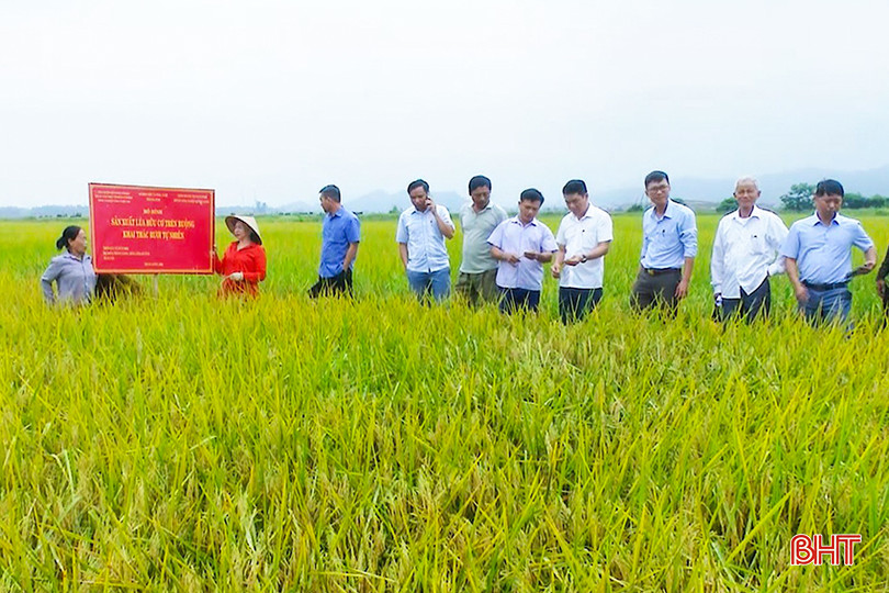 Hà Tĩnh có hơn 133 ha diện tích lúa sản xuất theo hướng hữu cơ trên vùng khai thác rươi, cáy z5502223905276_a4cd9fa698947f622582cae3bbb32dc4.jpg