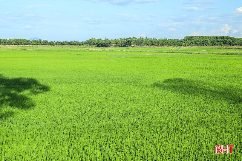 Gần 4.000 ha lúa hè thu của huyện Đức Thọ đang phát triển tốt. IMG_7330.jpg