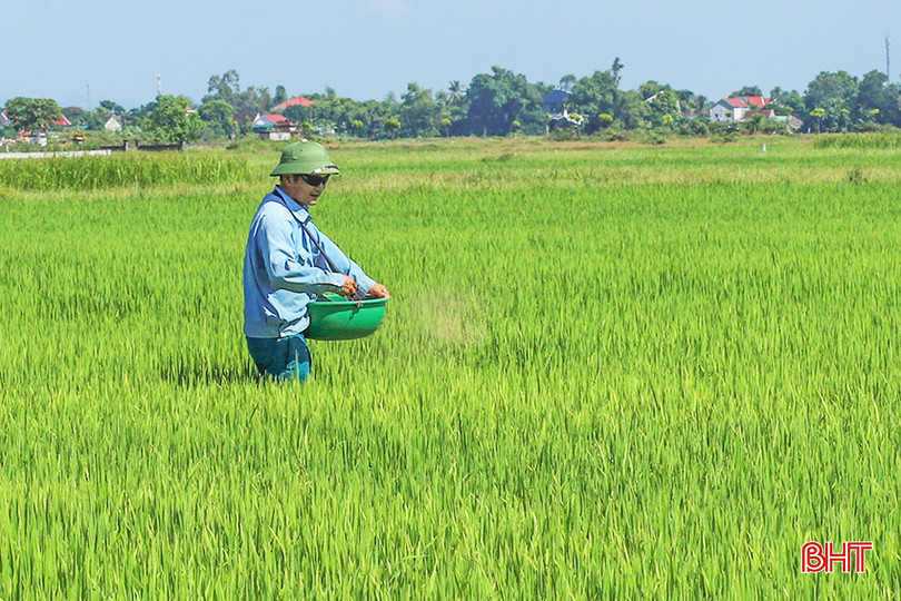 Nông dân Hà Tĩnh bón thúc đòng, cung cấp dưỡng chất cho lúa hè thu. IMG_7380.jpg