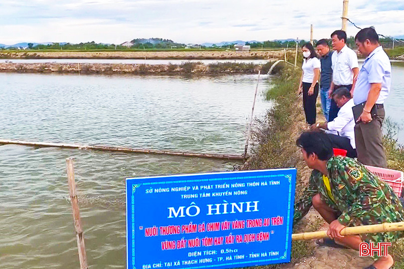 Mô hình nuôi thương phẩm cá chim vây vàng trong ao trên vùng đất nuôi tôm hay xảy ra dịch bệnh được nhiều địa phương như TP Hà Tĩnh, huyện Kỳ Anh, huyện Cẩm Xuyên... thực hiện. z5611082958234_572c0a35b93e9f25201fa02a0e29e574.jpg