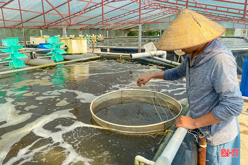 Trước thực tế này, người nuôi tôm tại Hà Tĩnh cần tiếp tục theo dõi thị trường, tránh thu hoạch ồ ạt. hinh-3-anh-ho-quang-dung-ap-dung-cong-nghe-cao-trong-nuoi-tom.jpg