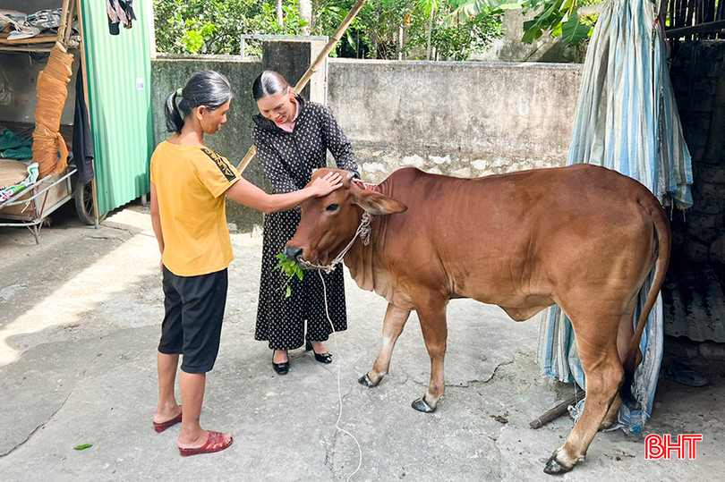 Con bê nái của gia đình chị Đặng Thị Trung sau khi được hỗ trợ đã phát triển rất tốt, chuẩn bị sinh sản lứa bê đầu tiên. 5.jpg