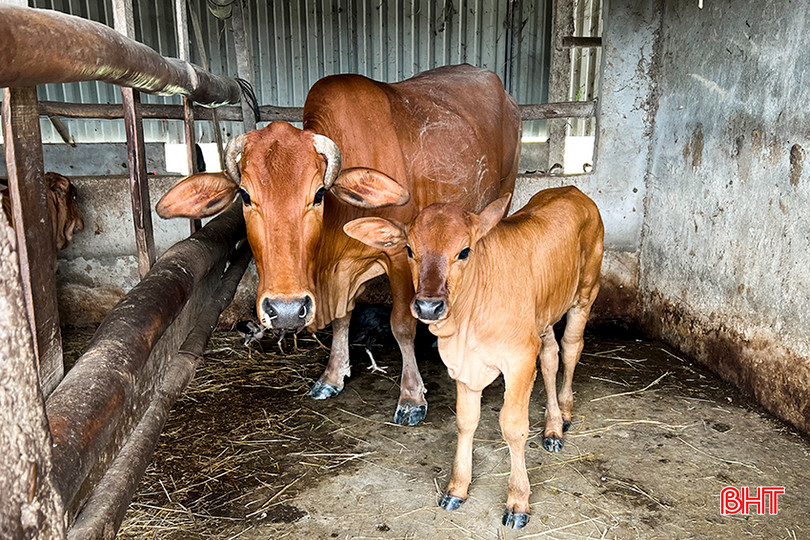 Sau gần 1 năm được nhận 1 con bò nái do Ủy ban MTTQ huyện Đức Thọ trao tặng, gia đình anh Nguyễn Kim Phúc (thôn Long Sơn, xã Tân Dân) đã có thêm 1 con bê 2 tháng tuổi. 5.jpg