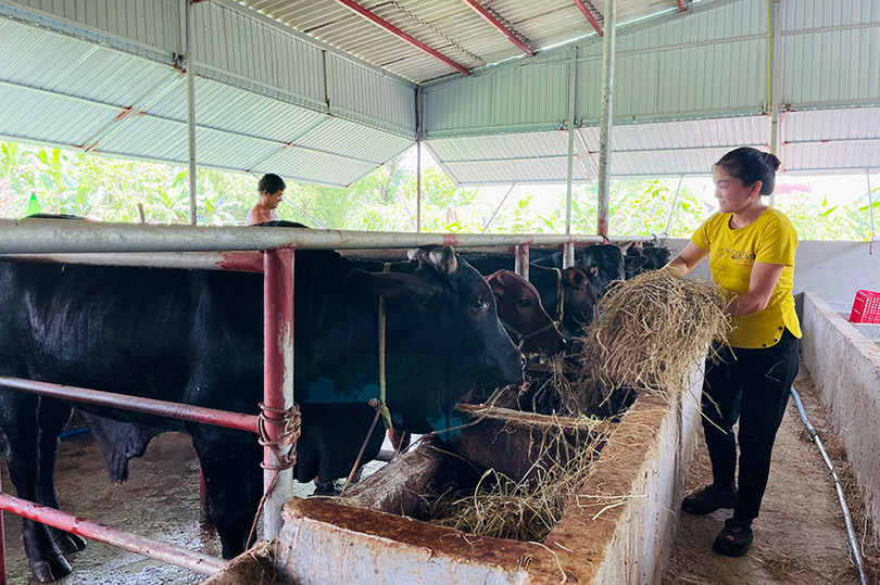 Từ chính sách hỗ trợ của nhà nước, nhiều hộ dân đã mạnh dạn đầu tư mở rộng quy mô chuồng trại, con giống để gia tăng thu nhập z5468768330761_ced1b05fa3b506fdee374a8dab666325.jpg