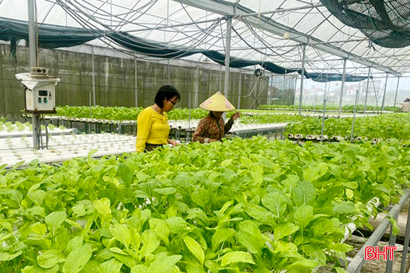Mô hình trồng rau ứng dụng nông nghiệp thông minh trong sản xuất rau chất lượng cao của HTX An Tâm farm ở thôn Trường Lam, xã Xuân Hải (Nghi Xuân). A1.jpg