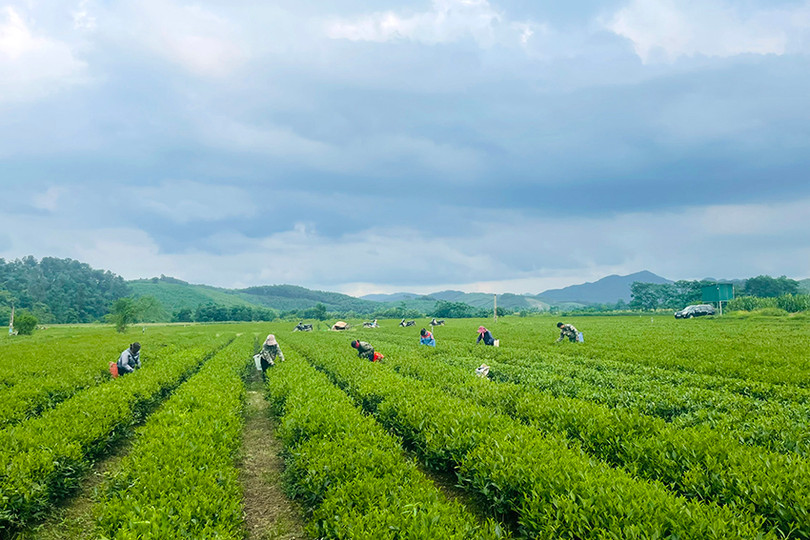 Mô hình chuyển đổi đất lúa kém hiệu quả sang trồng chè cho hiệu quả cao hơn của người dân xã Sơn Lĩnh, huyện Hương Sơn z5468765879104_520af08190864b898f3ff1c76a248de3.jpg