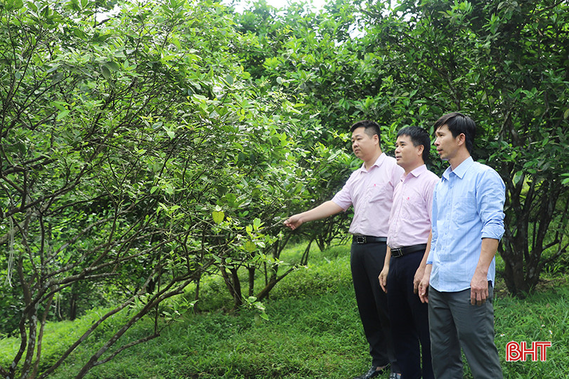 Anh Nguyễn Văn Phong (áo xanh) vay vốn tín dụng chính sách đầu tư xây dựng thương hiệu Cam chanh Đức Liên - Vũ Quang. 98.jpg