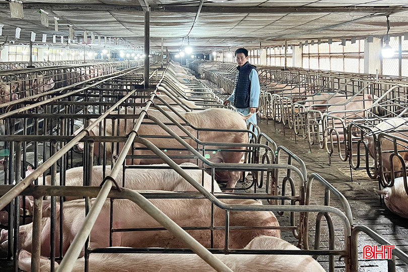 Giá lợn hơi ở Hà Tĩnh hiện nay dao động từ 50.000 – 53.000 đồng/kg. 07.jpg