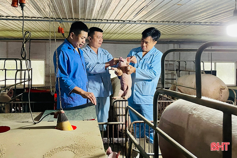 Công ty CP Chăn nuôi Mitraco Hà Tĩnh được Vietcombank Hà Tĩnh cho vay vốn duy trì, phát triển sản xuất - kinh doanh. 14.jpg