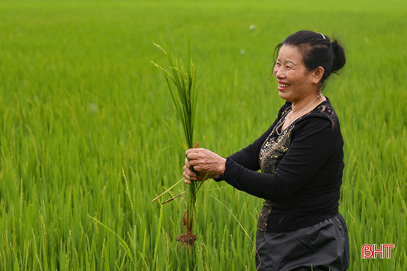 Nông dân Cẩm Xuyên phấn khởi vì lúa phát triển tốt, đón đòng thuận lợi. IMG_7976.jpg